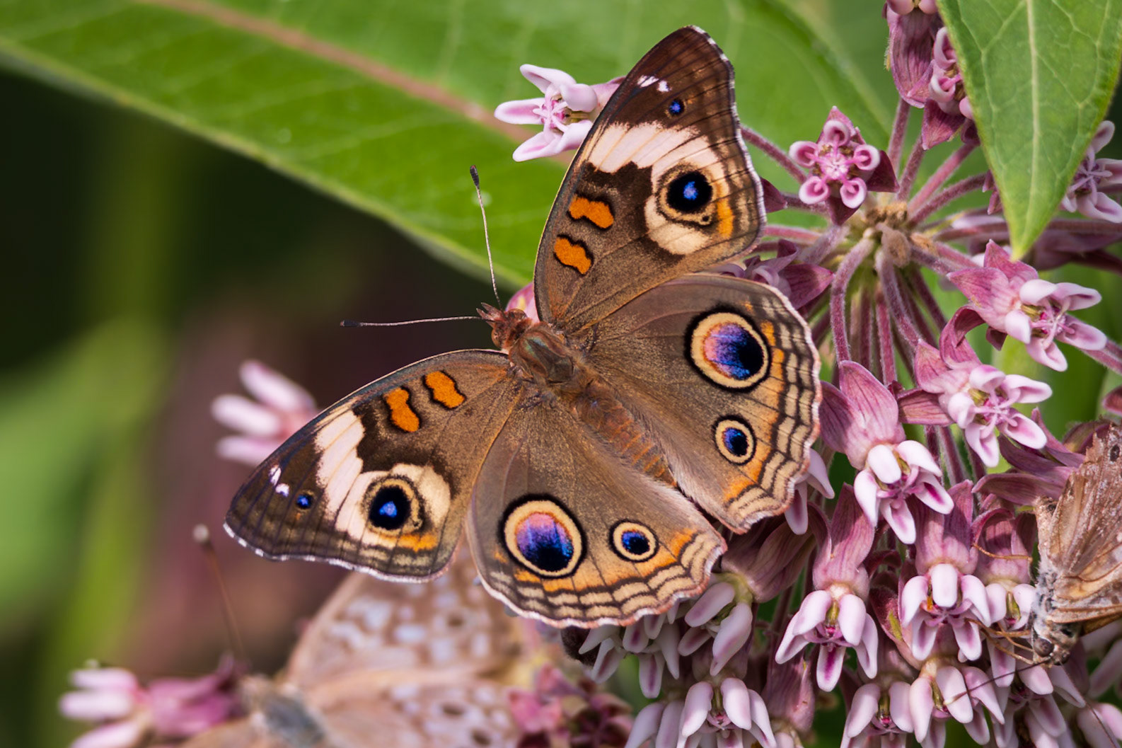 Common Buckeye | Junonia coenia | 20230620