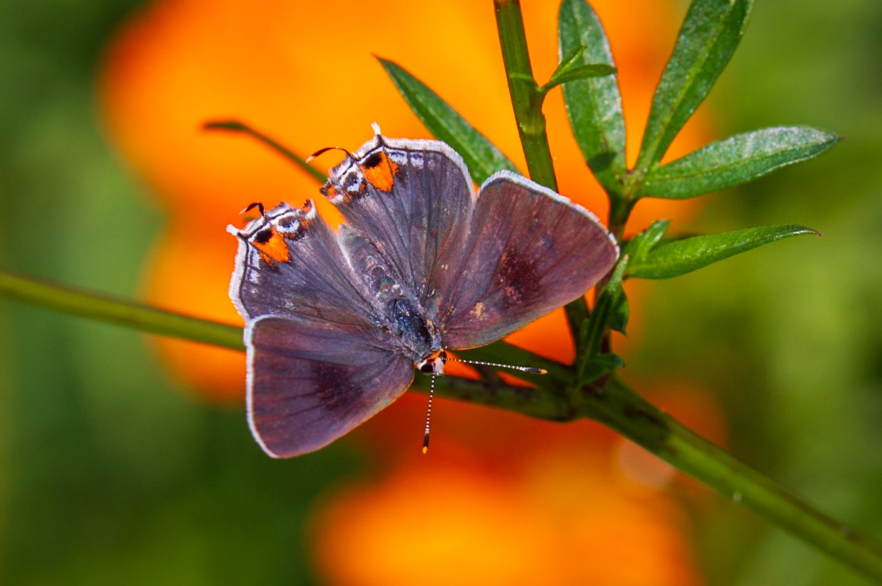 Gray Hairstreak, Strymon melinus | 20180821