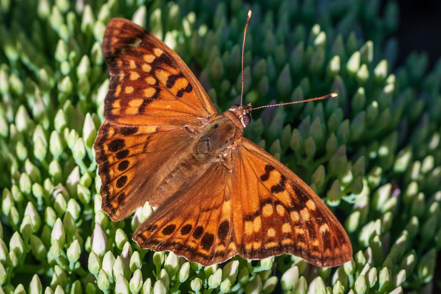 Tawny Emperor | Asterocampa clyton | 20190827