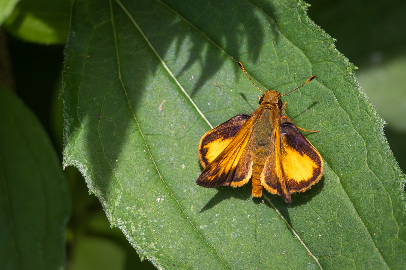 Zabulon Skipper | Poanes zabulon | 20240708