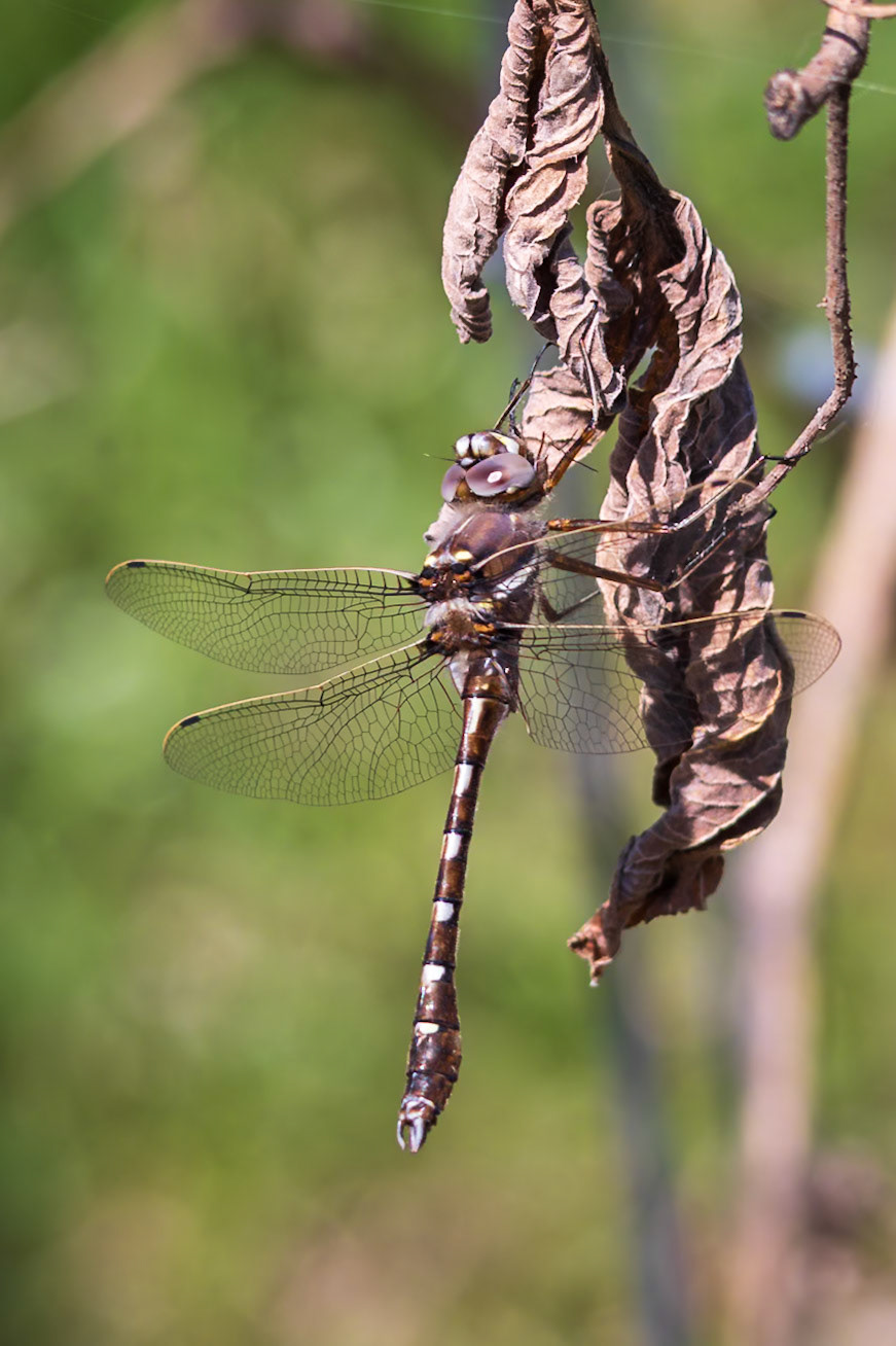 Stream Cruiser, Didymops transversa | 20250411