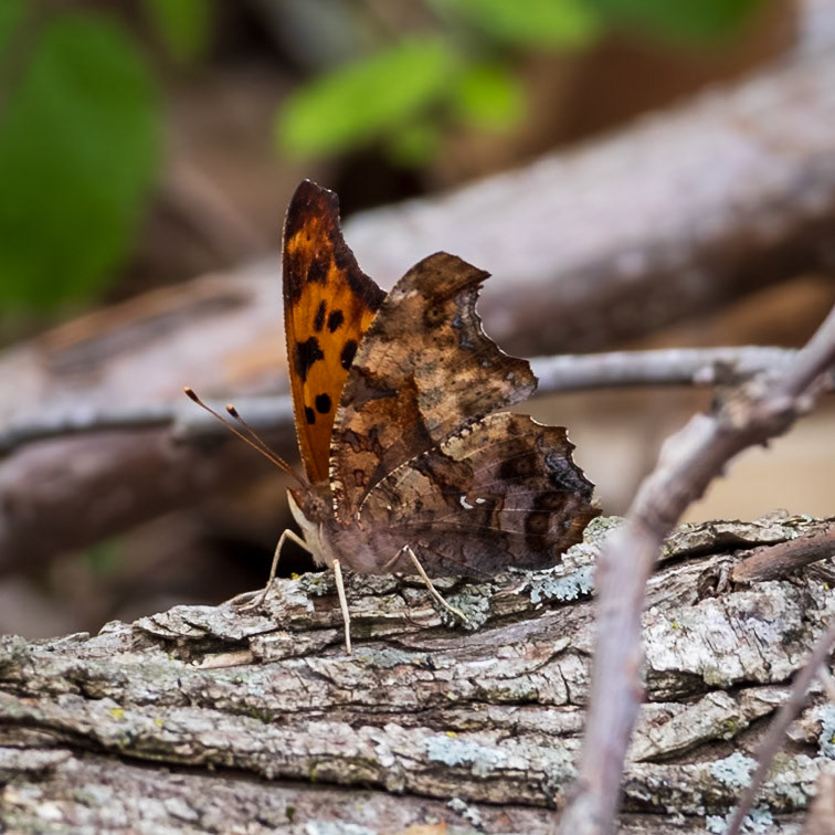 Question Mark | Polygonia interrogationis | 20240507