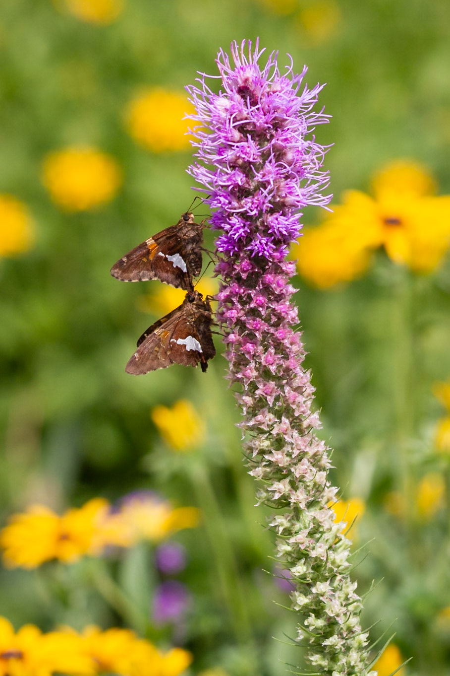 Silver-spotted Skipper | Epargyreus clarus | 20180720