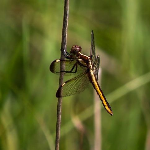 Spangled Skimmer, Libellula cyanea