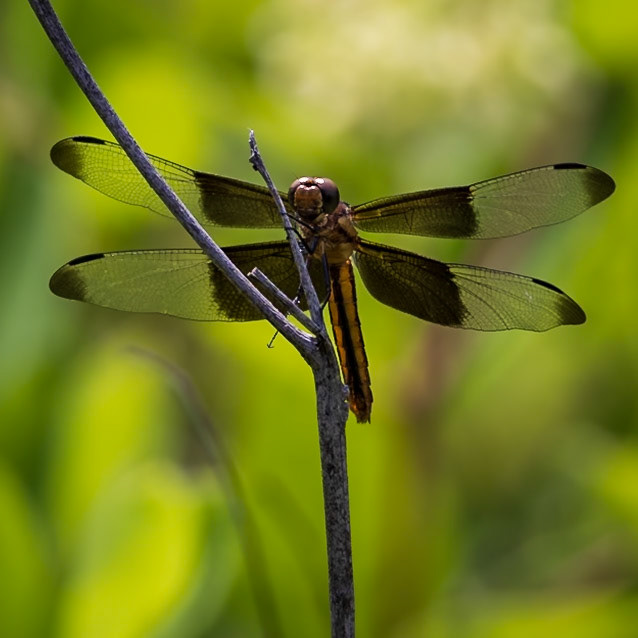 Widow Skimmer, Libellula luctuosa