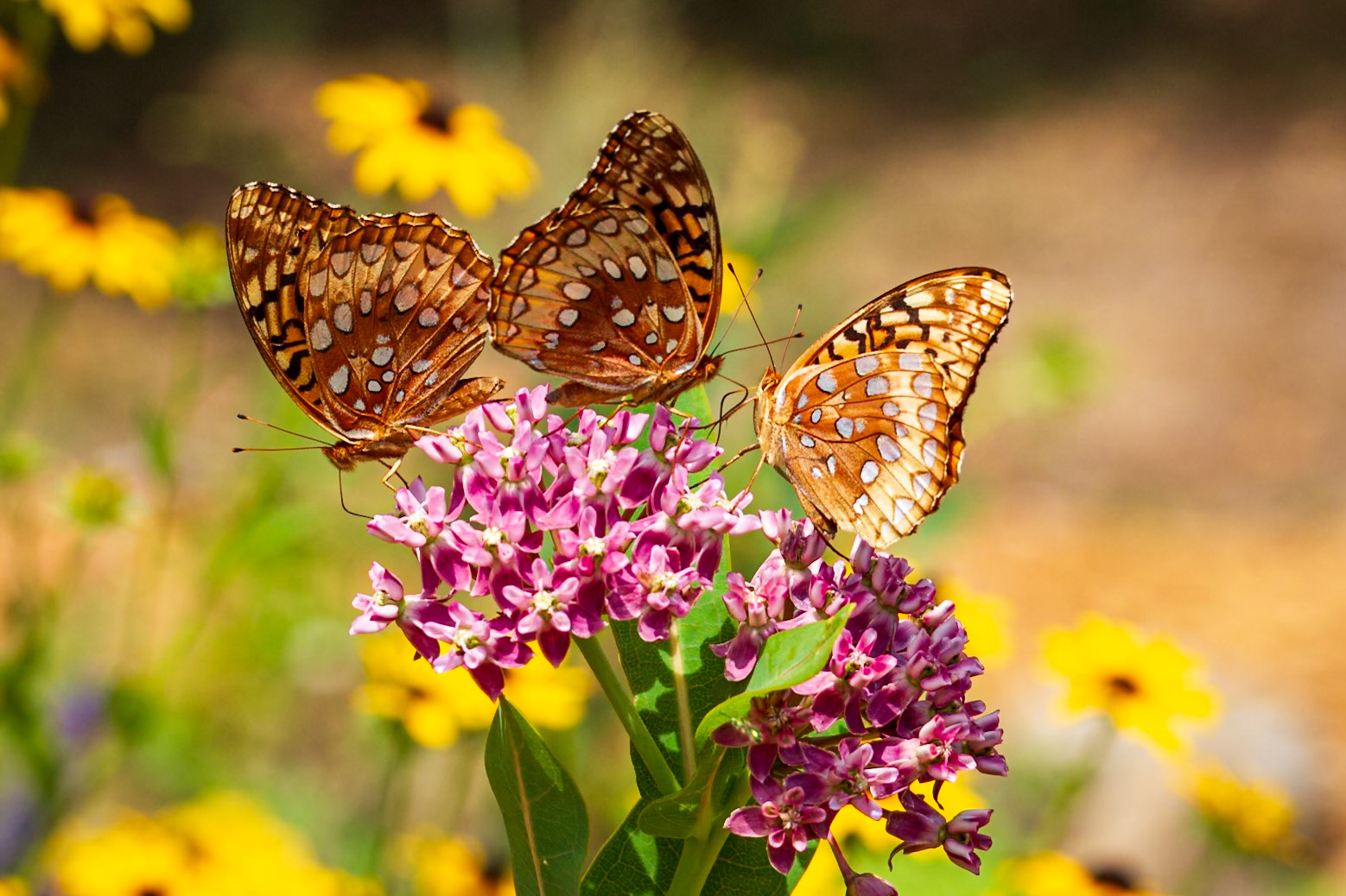 Great Spangled Fritillary | Speyeria cybele, Speyeria cybele leto | 20180806