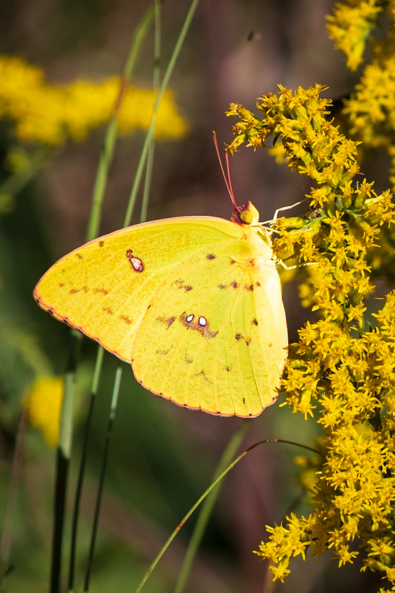 Cloudless Sulphur | Phoebis sennae | 20220924
