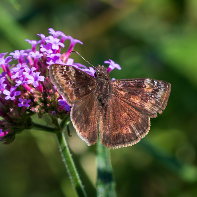 Wild Indigo Duskywing | Erynnis baptisiae | 20190915