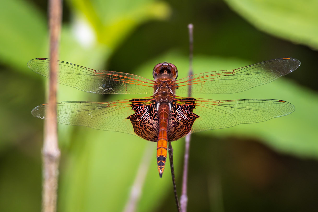 Red Saddlebags, Tramea onusta