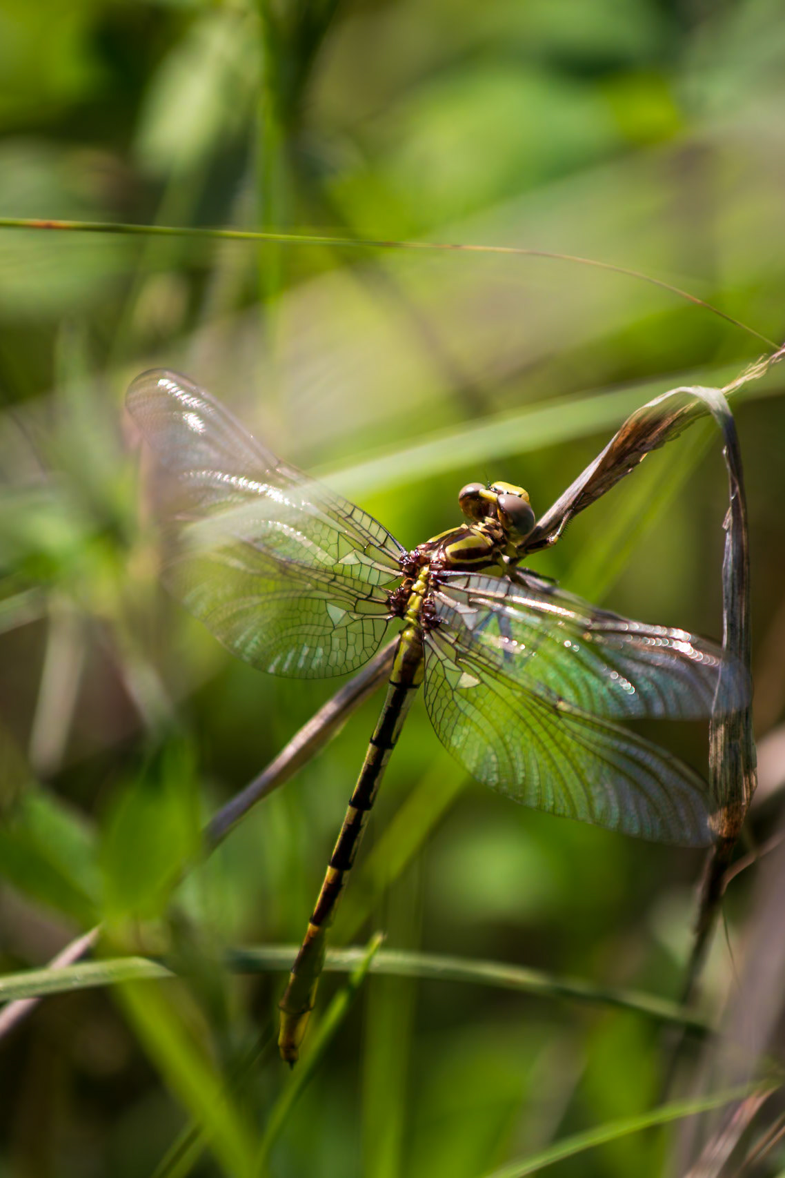 Sulphur-tipped Clubtail, Phanogomphus militaris
