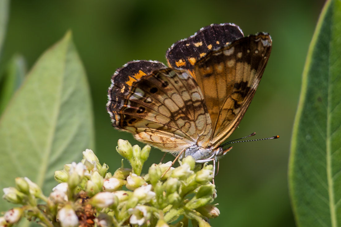Pearl Crescent | Phyciodes tharos | 20240529