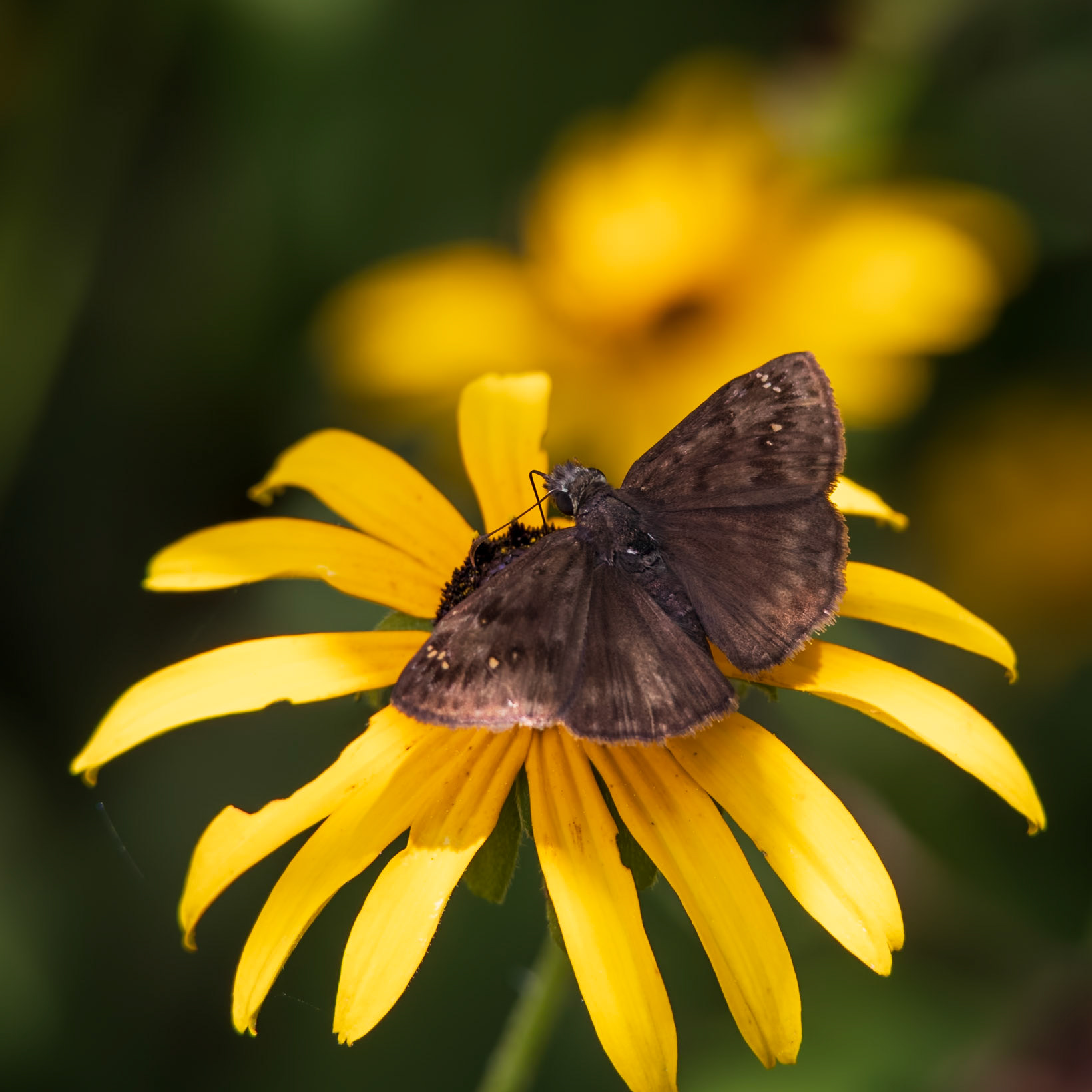 Horace’s Duskywing | Erynnis horatius | 20240807