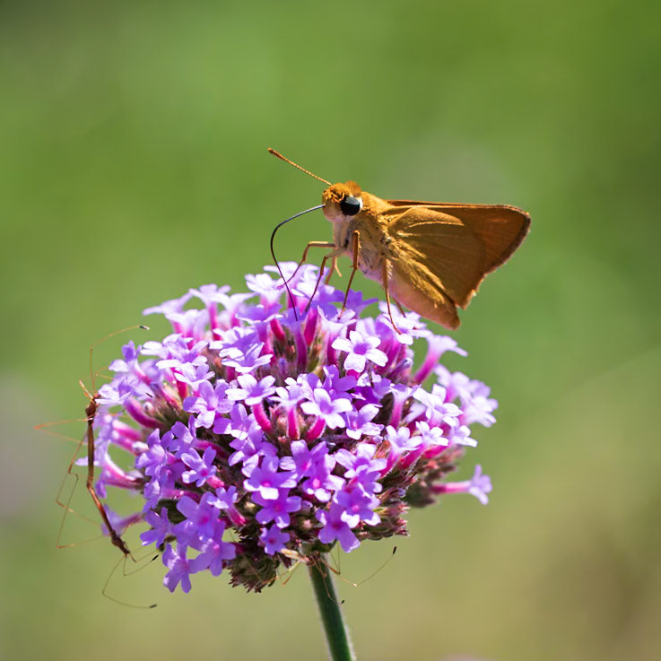 Delaware Skipper | Anatrytone logan