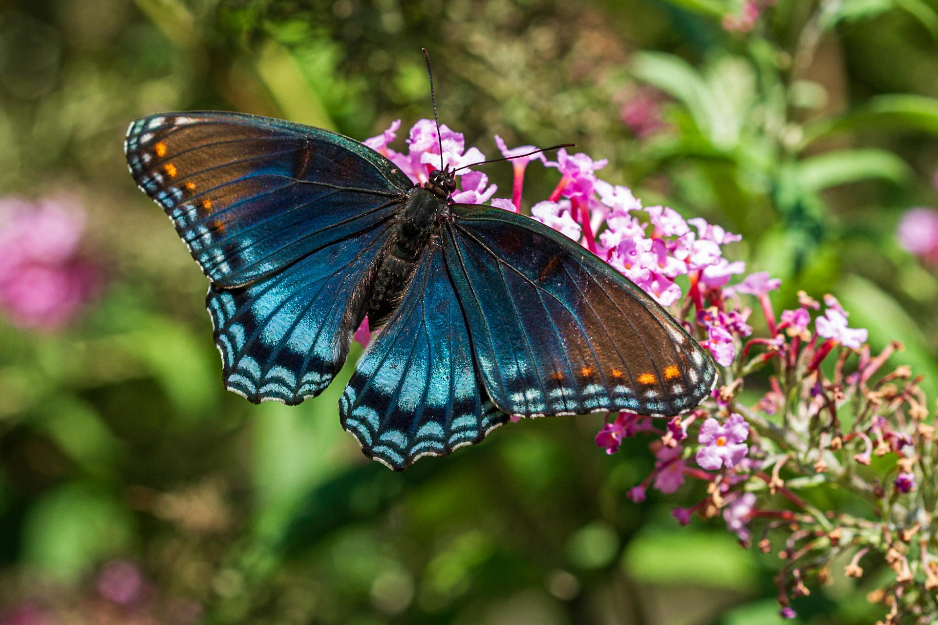 Red-spotted Purple | Limenitis arthemis astyanax | 20160903