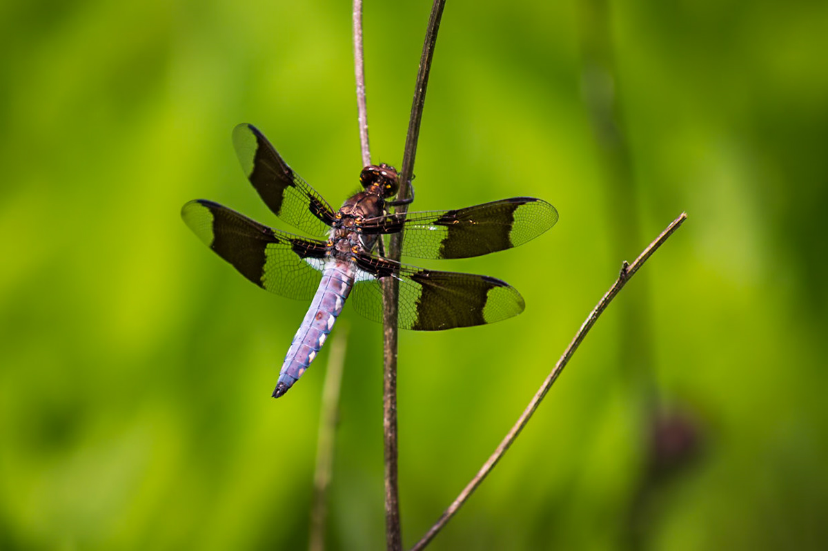 Common Whitetail, Plathemis lydia