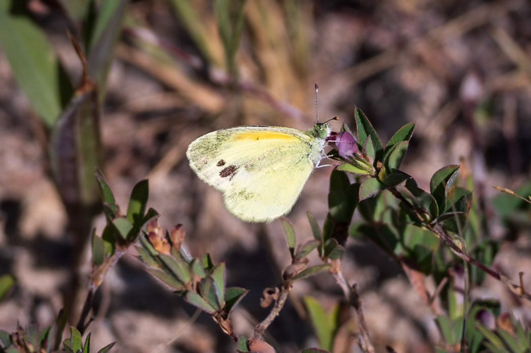 Dainty Sulphur | Nathalis iole | 20230914