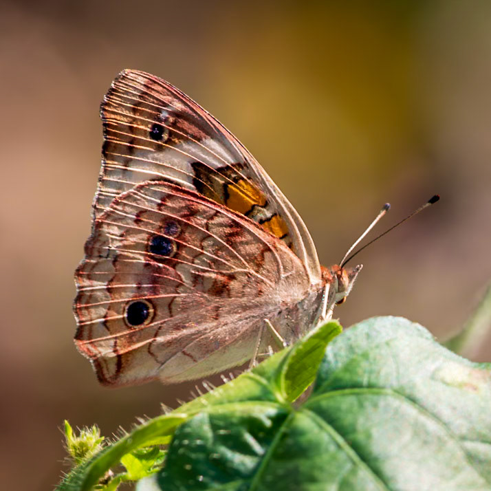 Common Buckeye | Junonia coenia | 20220829