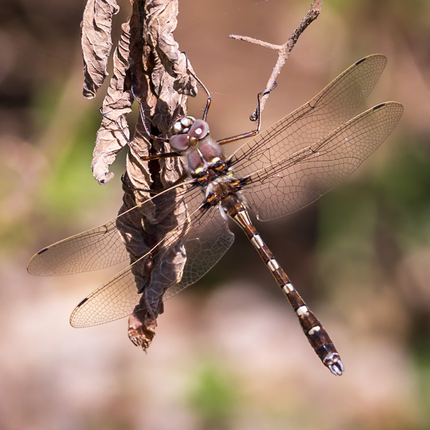 Stream Cruiser, Didymops transversa | 20250411