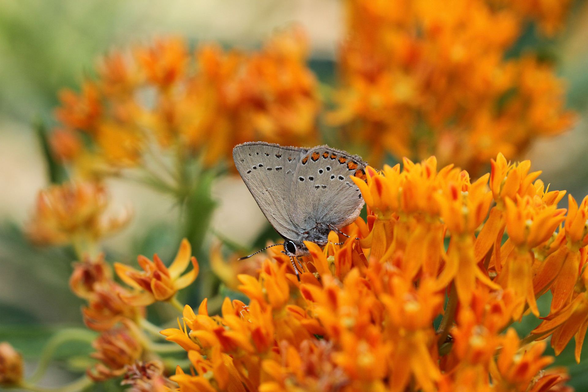 Coral Hairstreak | Satyrium titus | 20130629