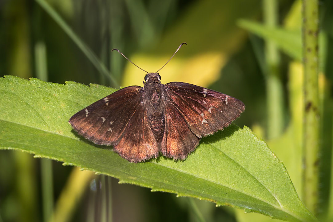 Northern Cloudywing | Thorybes pylades | 20230611