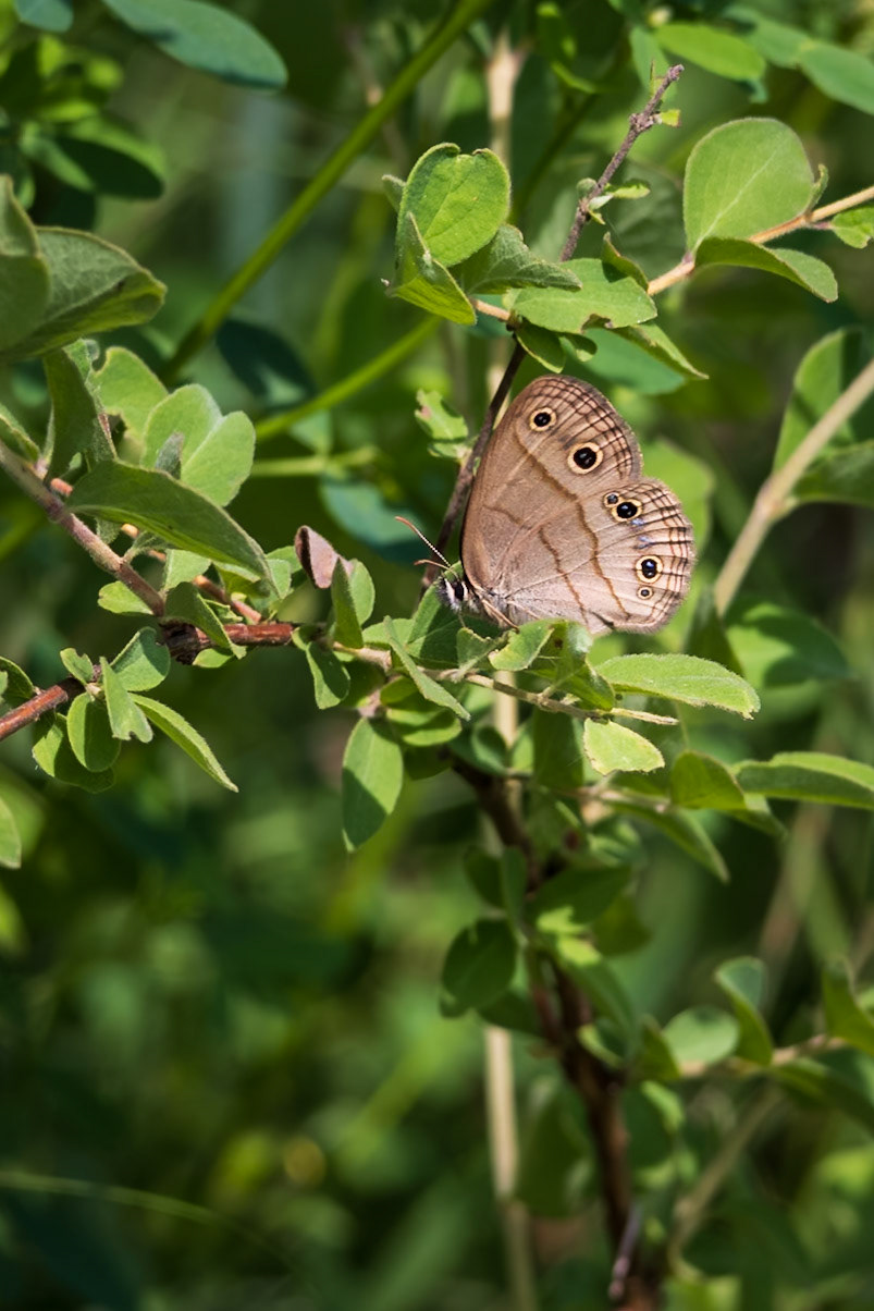 Little Wood-Satyr | Megisto cymela* (includes viola) | 20230602