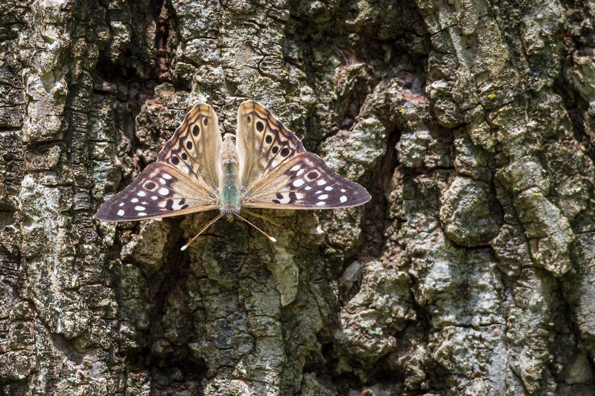 Hackberry Emperor | Asterocampa celtis | 20240529