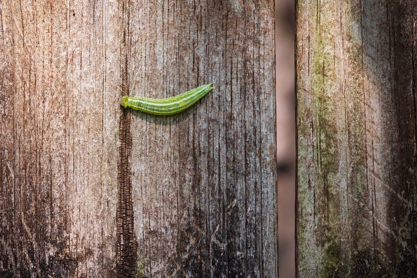 Hackberry Emperor | Asterocampa celtis |20230524