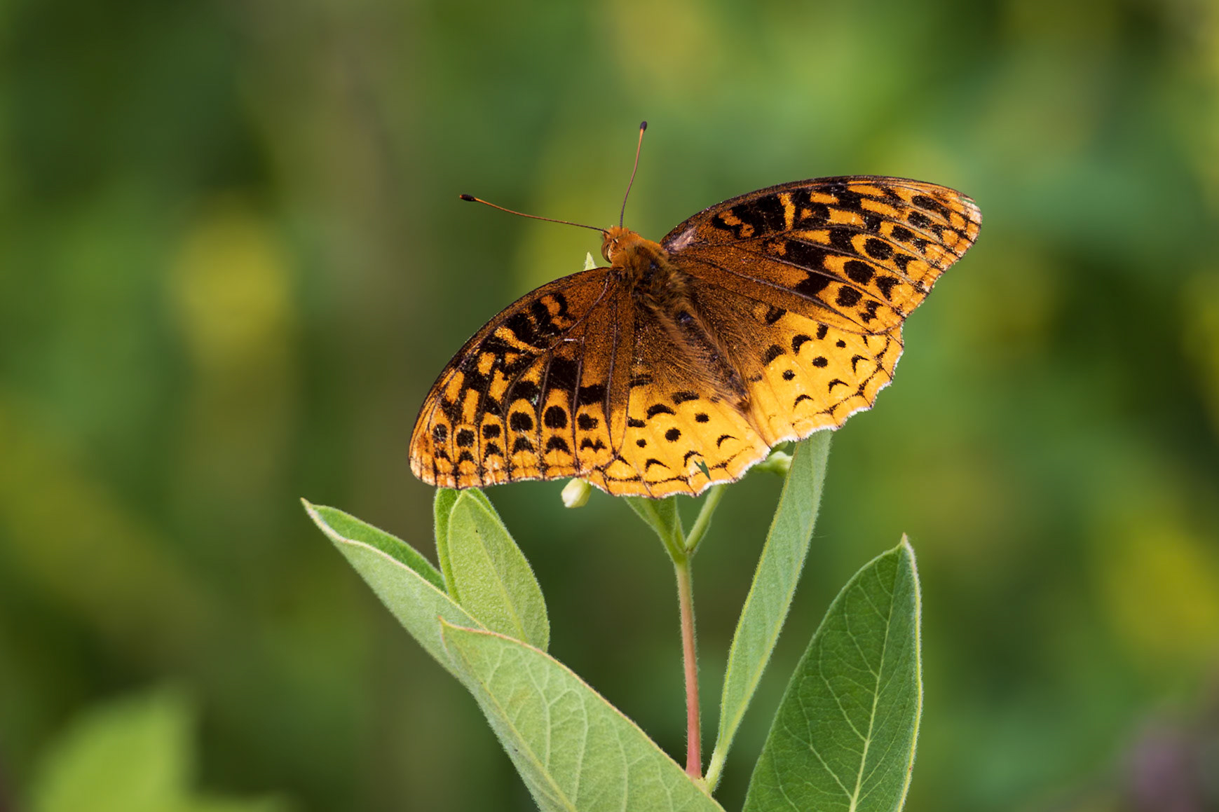 Great Spangled Fritillary | Speyeria cybele, Speyeria cybele leto | 20240530