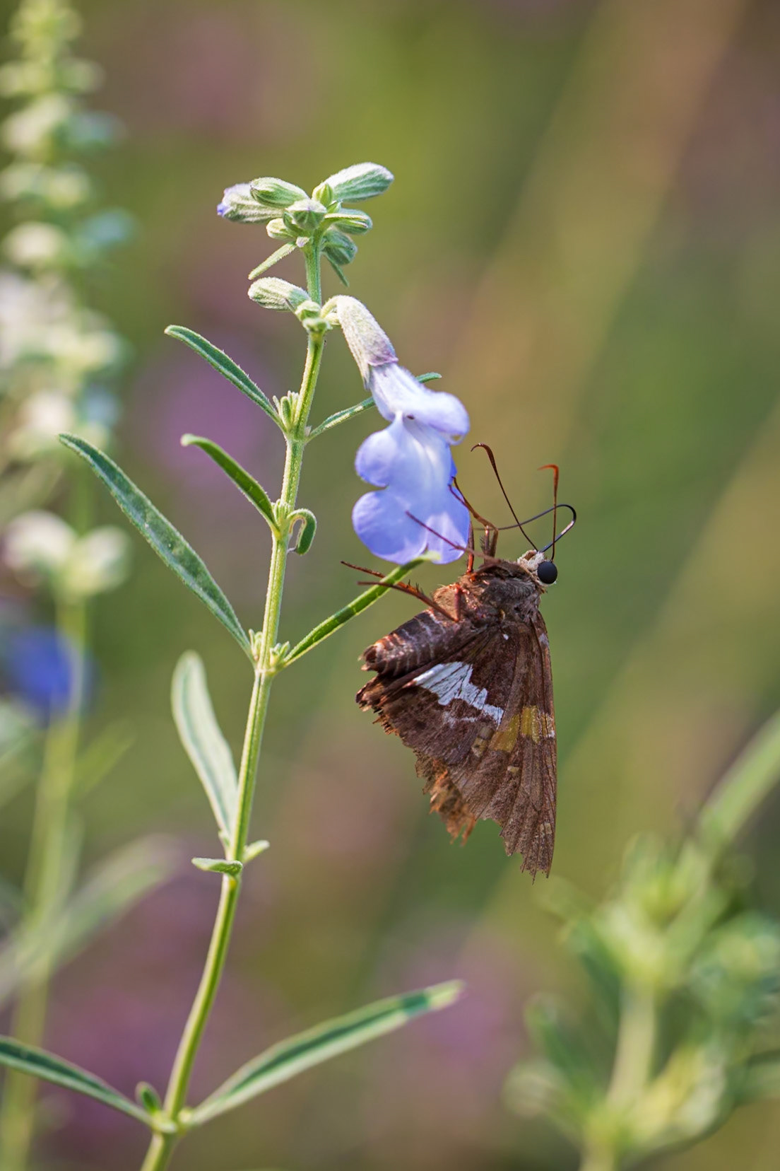 Silver-spotted Skipper | Epargyreus clarus | 20210910