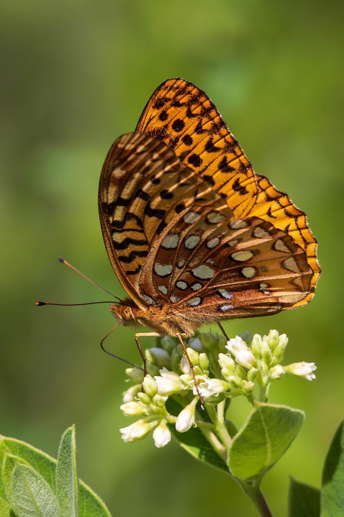 Great Spangled Fritillary | Speyeria cybele, Speyeria cybele leto | 20240529