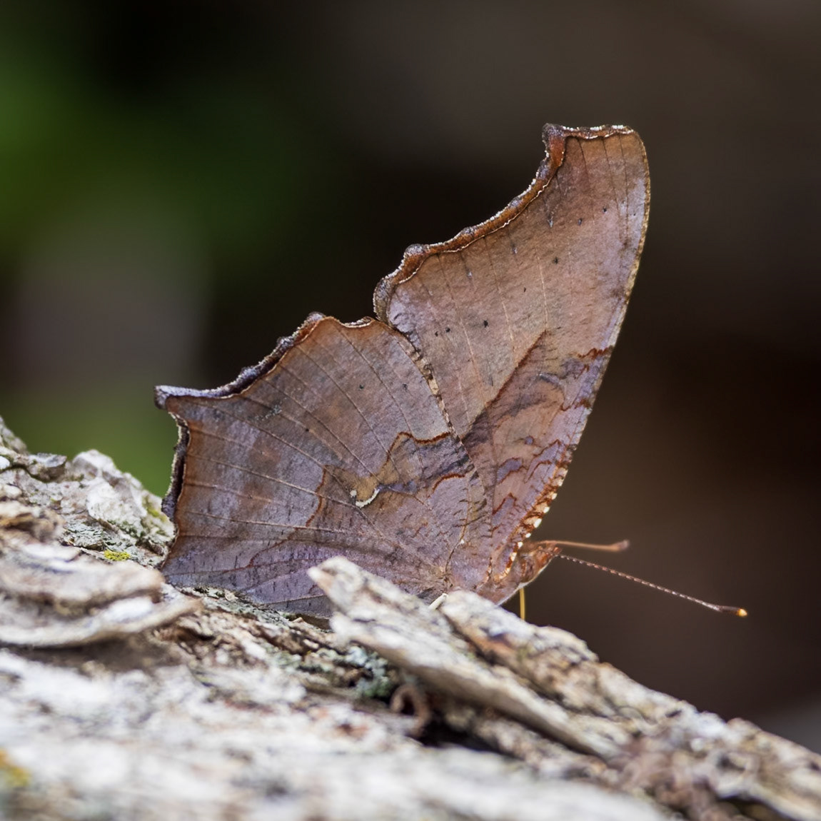 Question Mark | Polygonia interrogationis 20240507