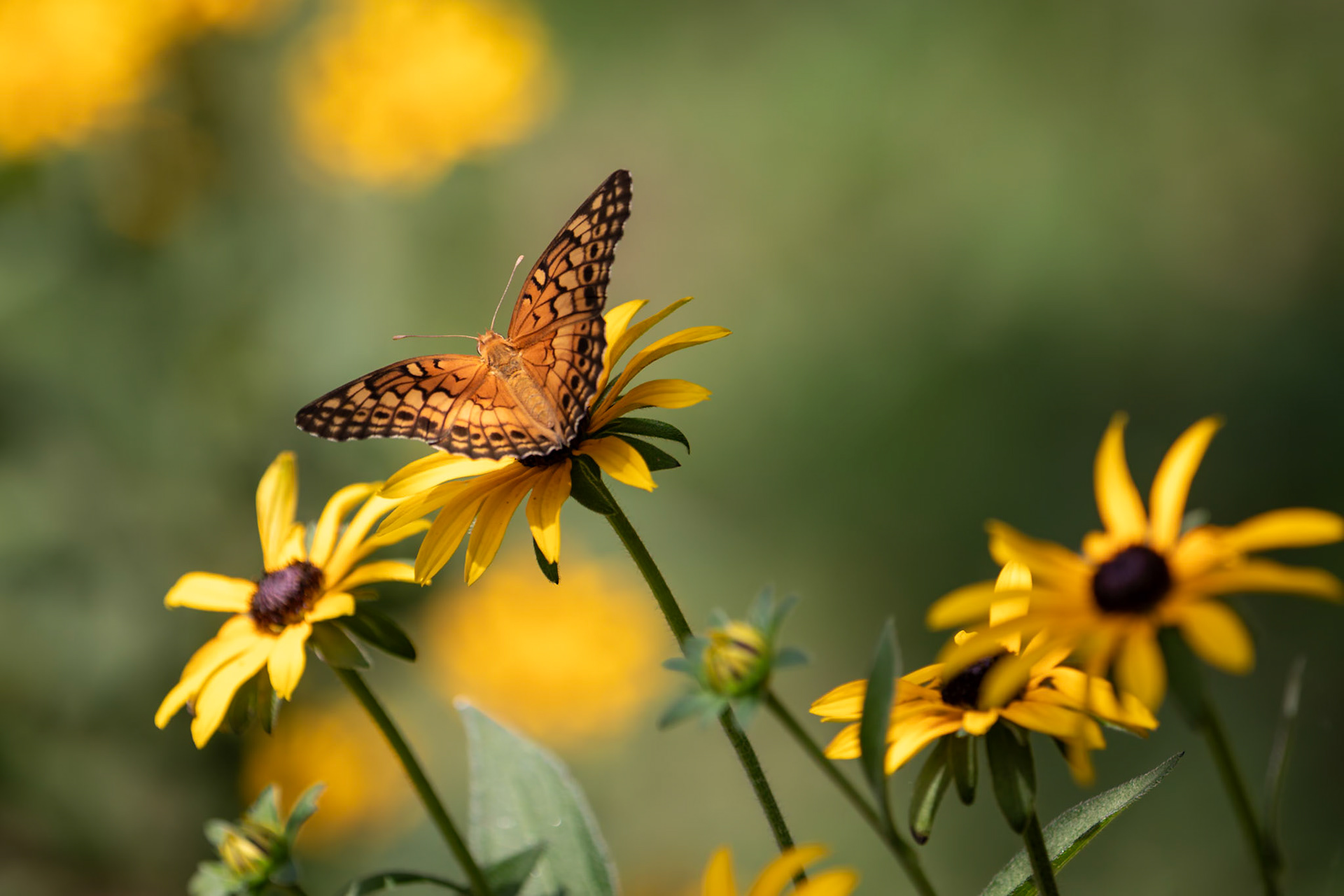 Variegated Fritillary | Euptoieta claudia | 20220731
