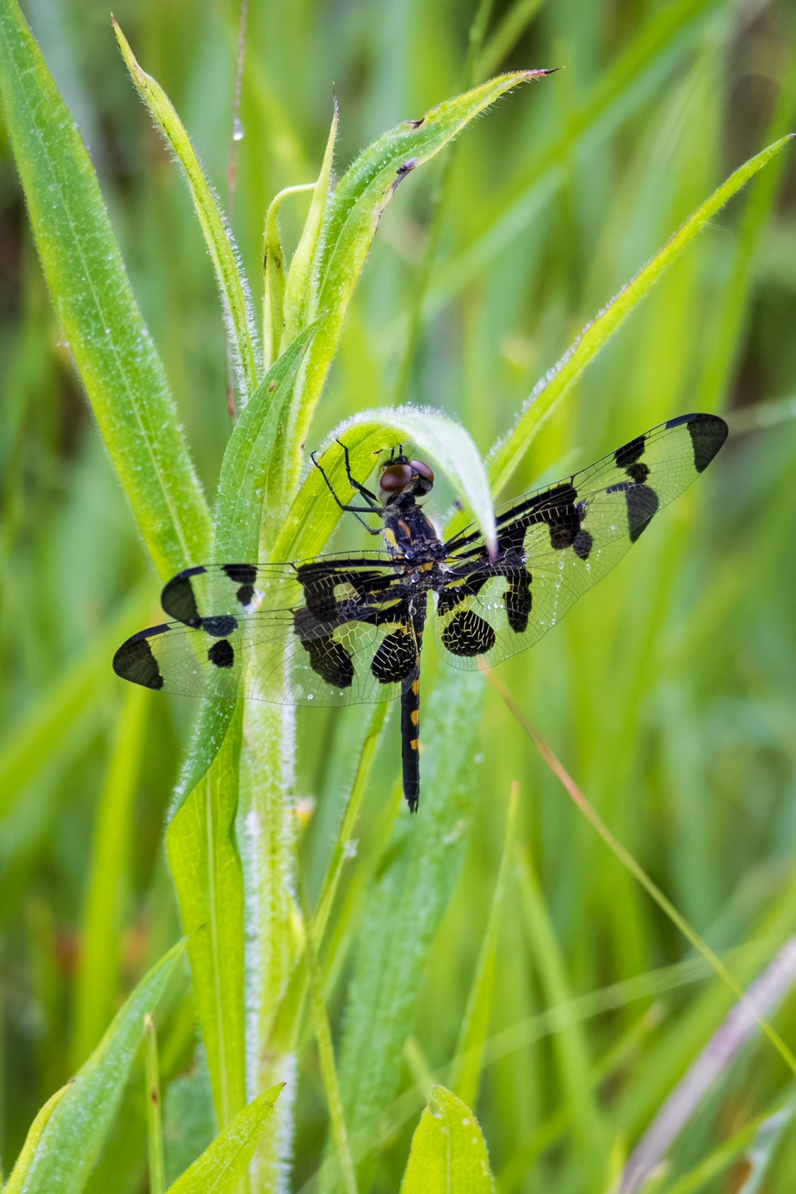 Banded Pennant, Celithemis faxciata