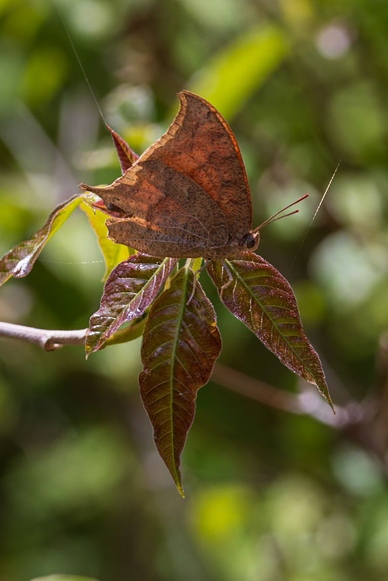 Goatweed Leafwing | Anaea andria | 20230505