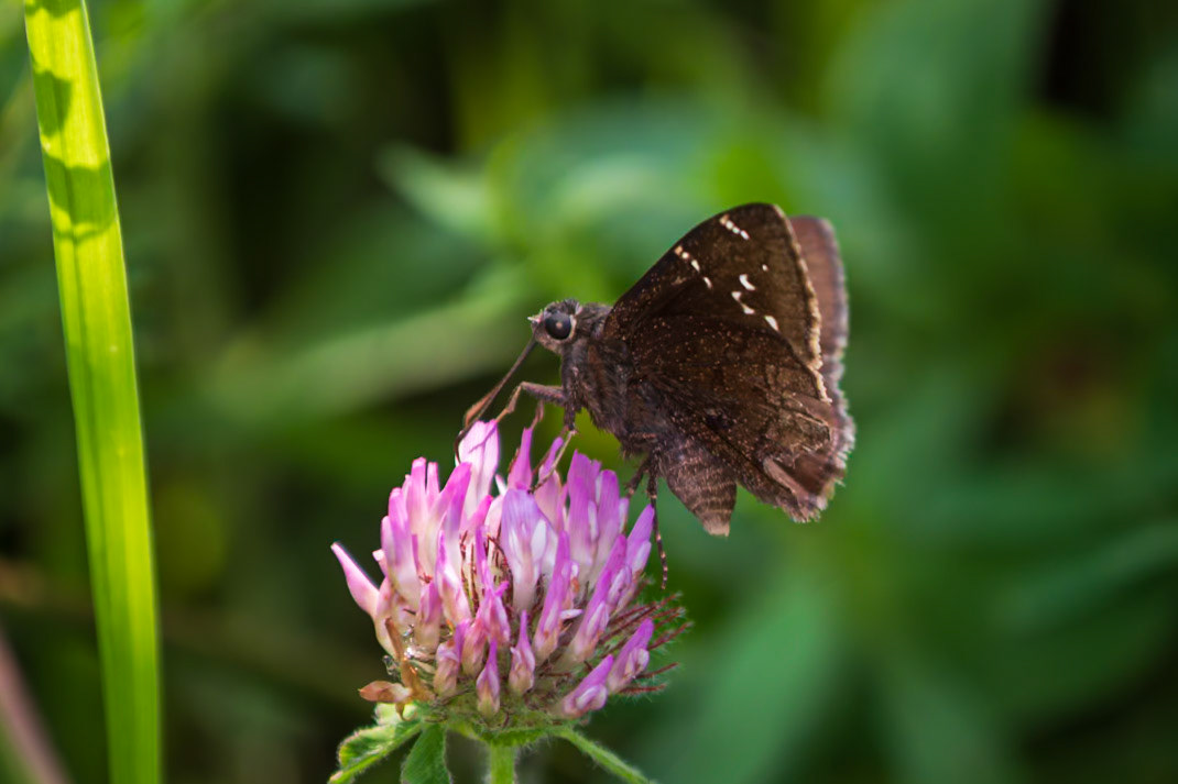 Southern Cloudywing | Thorybes bathyllus | 20220731