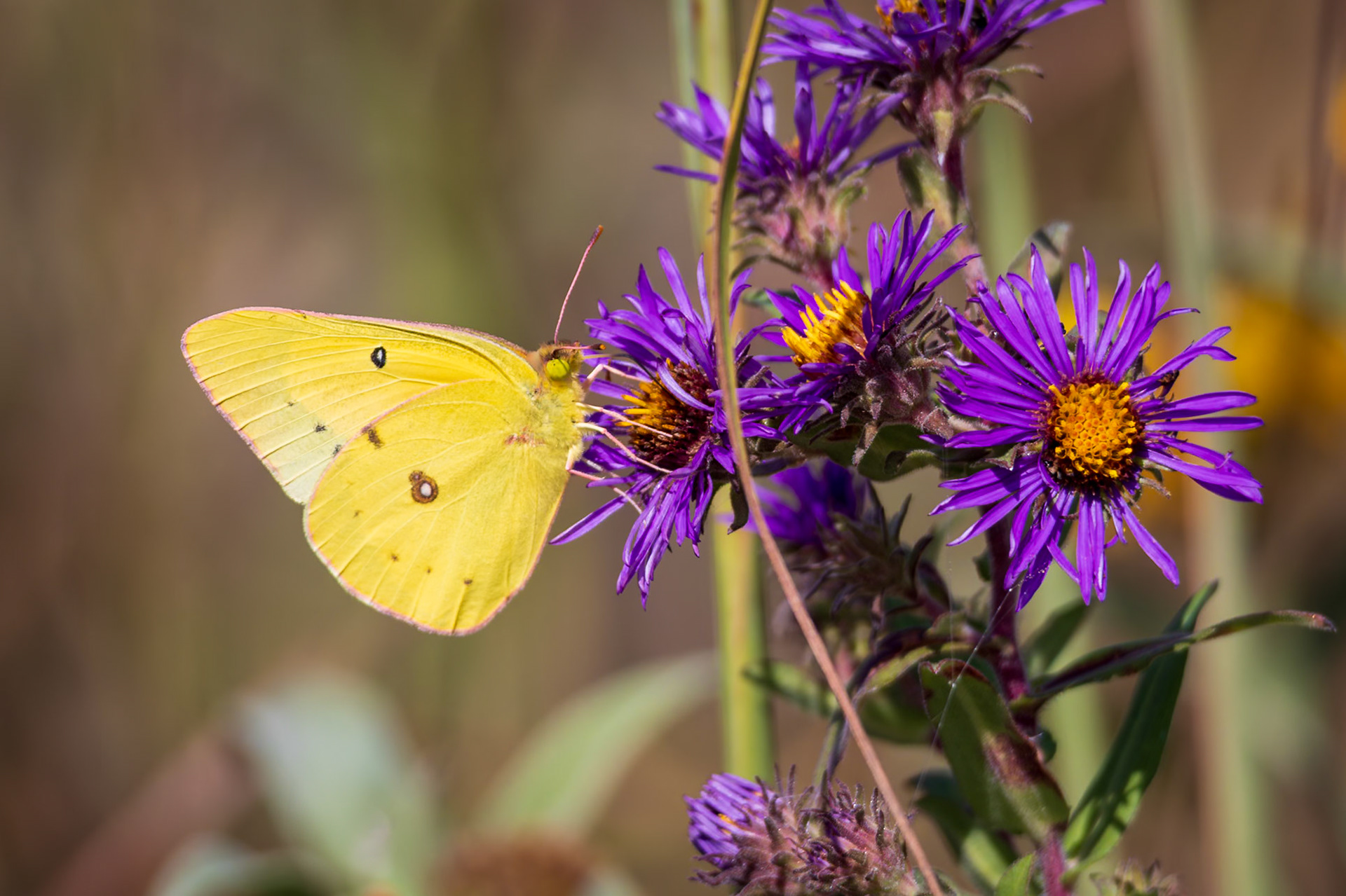 Orange Sulphur | Colias eurytheme | 20240927 | Baker Wetlands