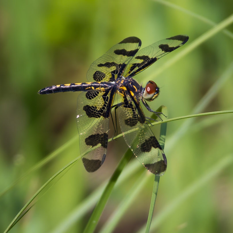 Banded Penant, Celithemis faxciata