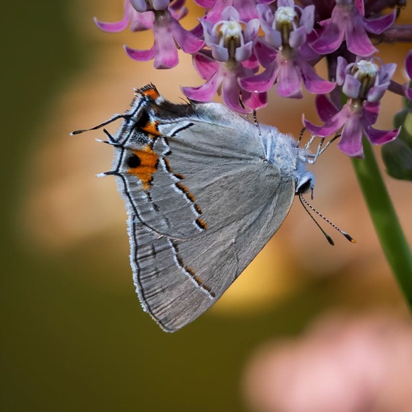 Gray Hairstreak, Strymon melinus | 20230819