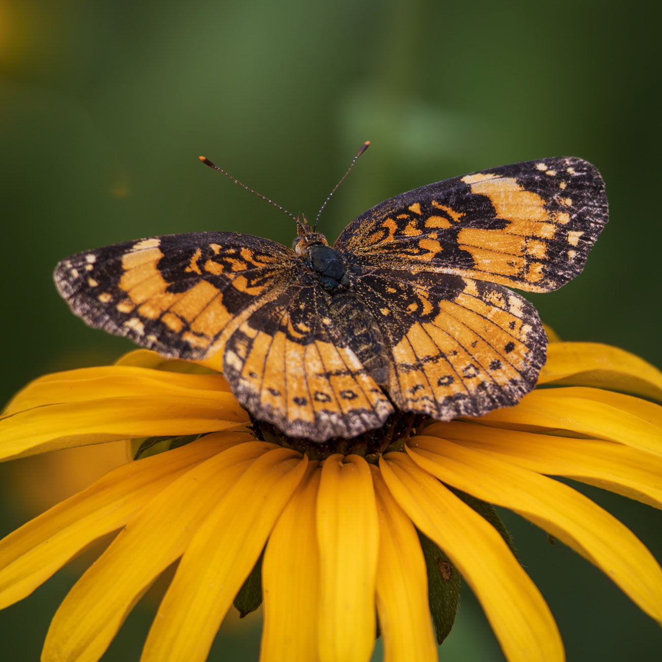 Silvery Checkerspot | Chlosyne nycteis | 20240727