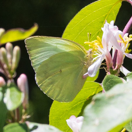 Lyside Sulphur | Kricogonia lyside 20230507