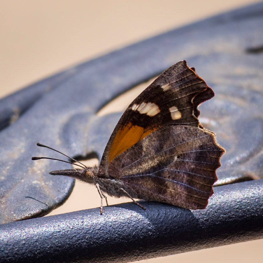 American Snout | Libytheana carinenta | 20230719