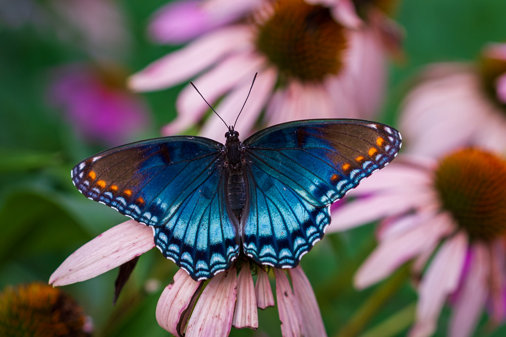 Red-spotted Purple | Limenitis arthemis astyanax | 20170727