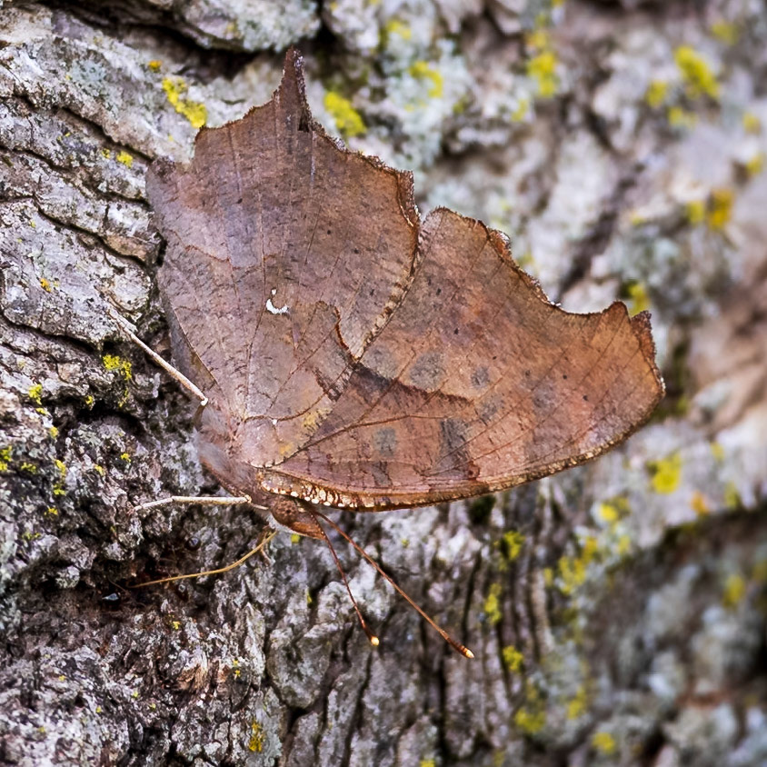 Question Mark | Polygonia interrogationis 20240507