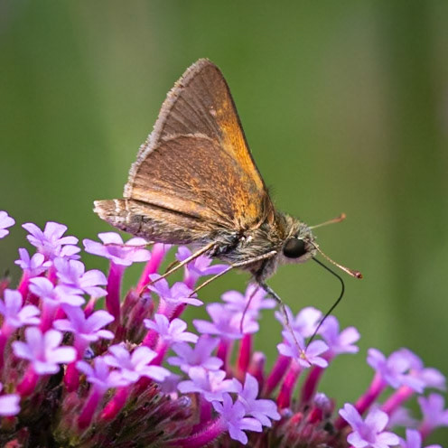 Tawny-edged Skipper | Polites themistocles | 20210808
