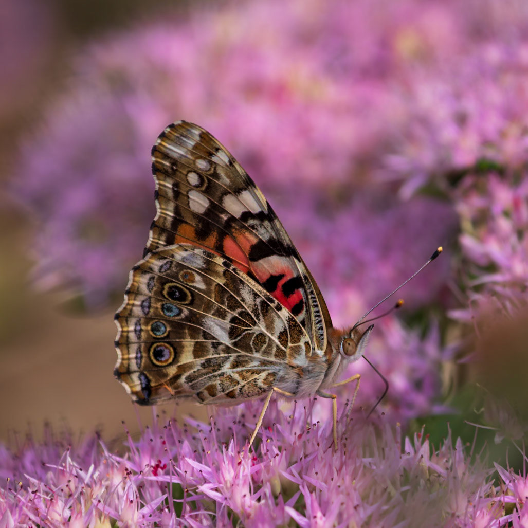 Painted Lady | Vanessa cardui | 20220915