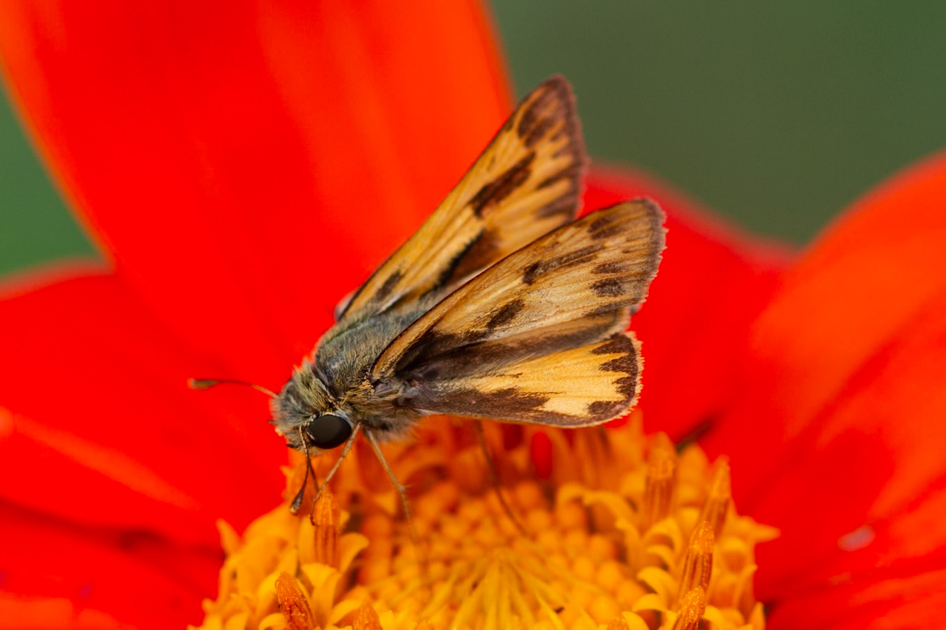 Fiery Skipper | Hylephila phyleus | 20151024
