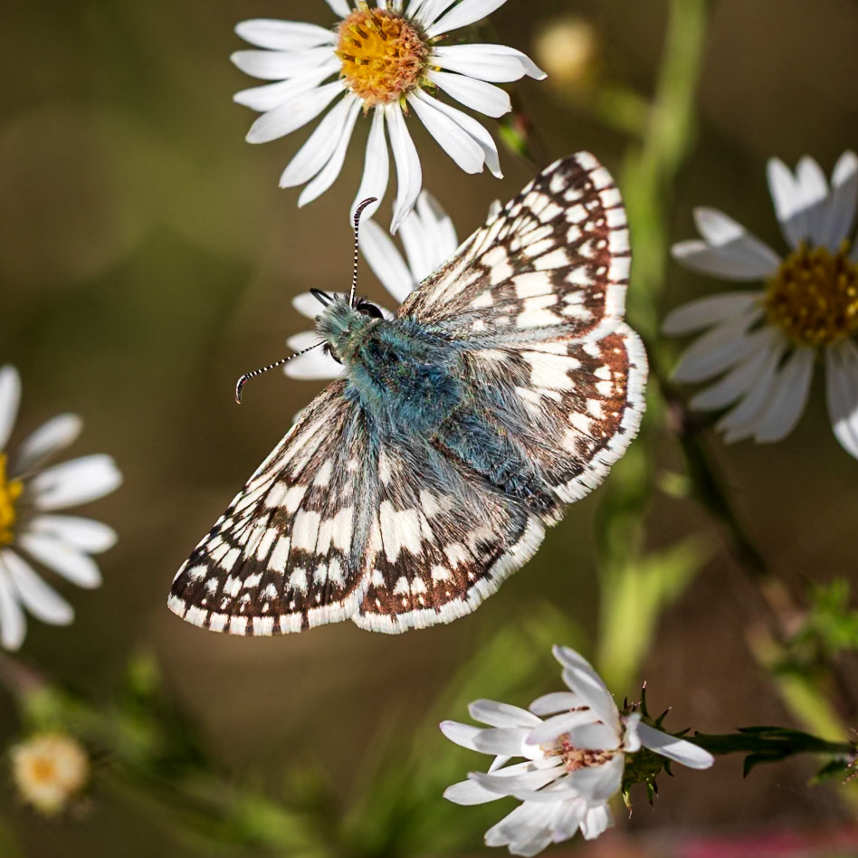 Common Checkered-Skipper | Pyrgus communis | 20211017