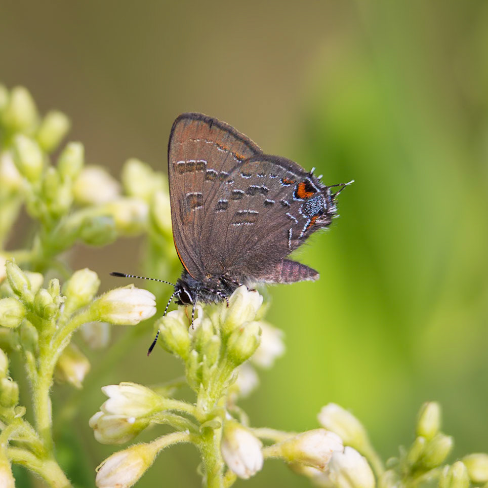 Banded Hairstreak | Satyrium calanus 20230531