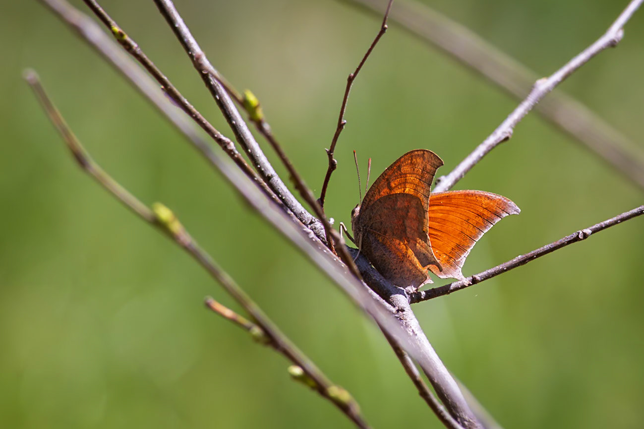 Goatweed Leafwing | Anaea andria | 20230418