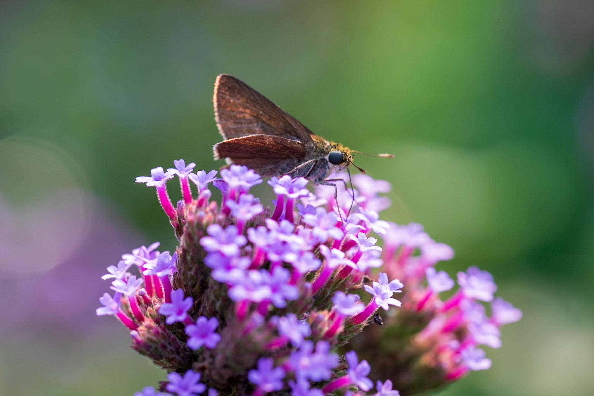 Dun Skipper | Euphyes vestris
